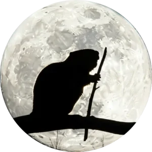beaver-moon